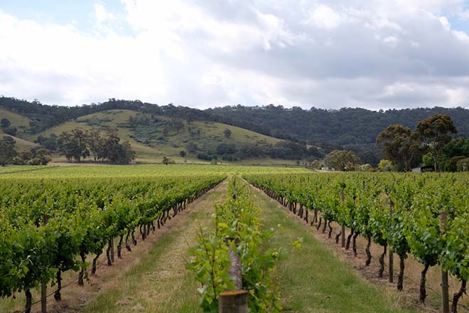 Melbourne Wine Vineyard