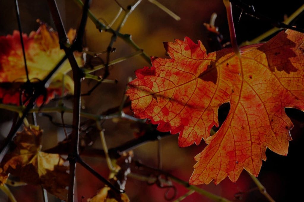 Felixir-Vineleaf-1024x680-min